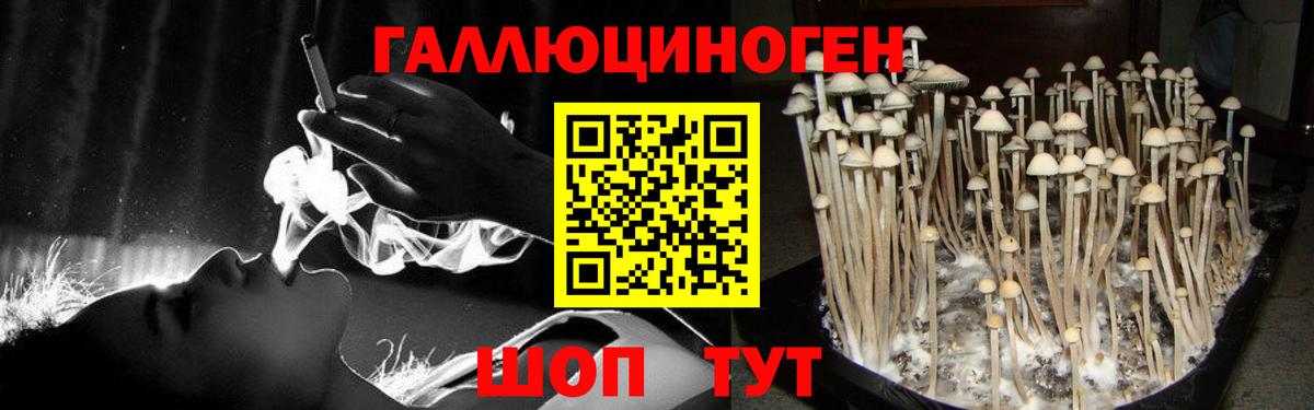 Псилоцибиновые грибы Psilocybe  Псилоцибиновые грибы прущие грибы  Томск  Вход с VPN 